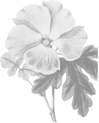 Jeanine van Seenus, Decorative Flower Image
